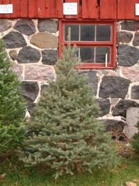 Colorado Blue Spruce