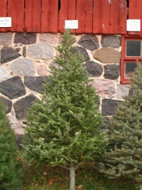 Fraser Fir
