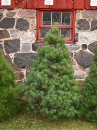 Scotch Pine