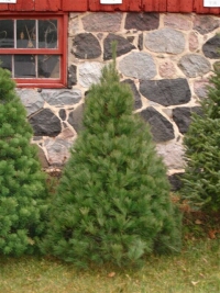 White Pine