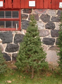 White Spruce